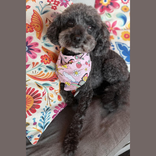 Photo of Missy