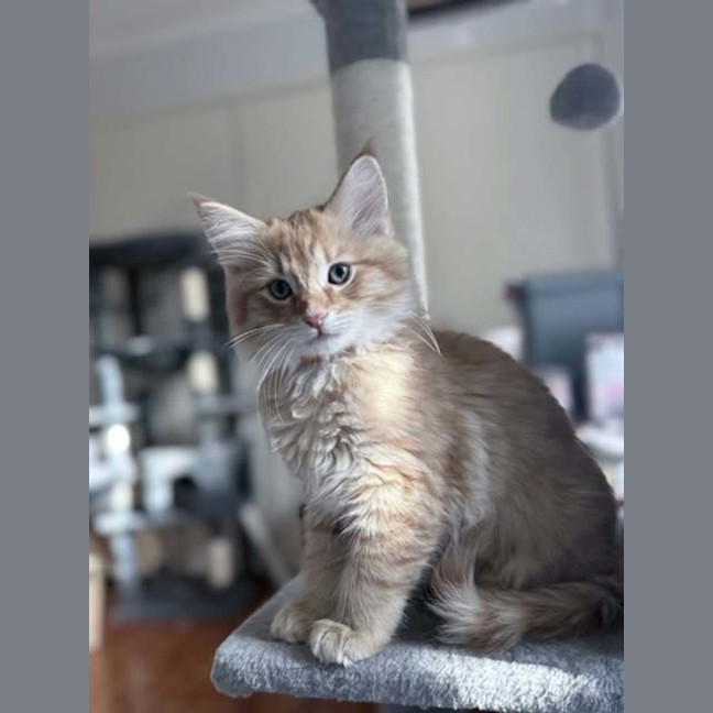 Photo of Tater *9 Lives Project Rescue*