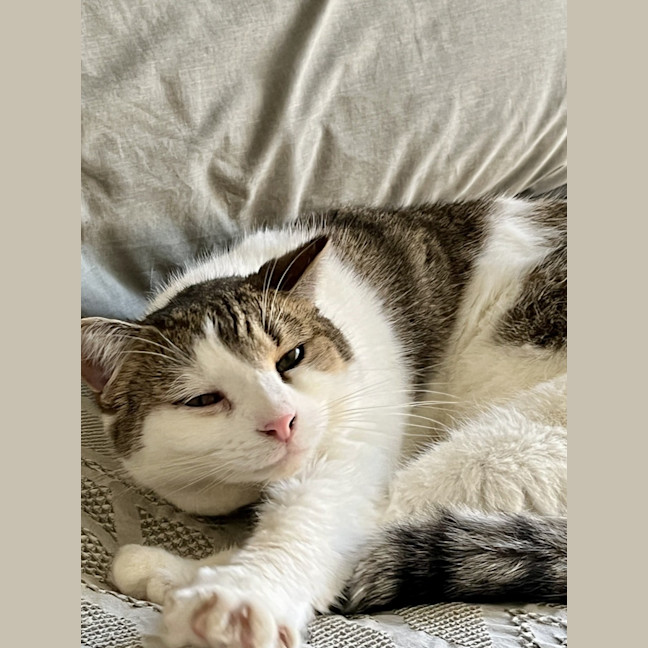 Photo of Brett **2nd Chance Cat Rescue**