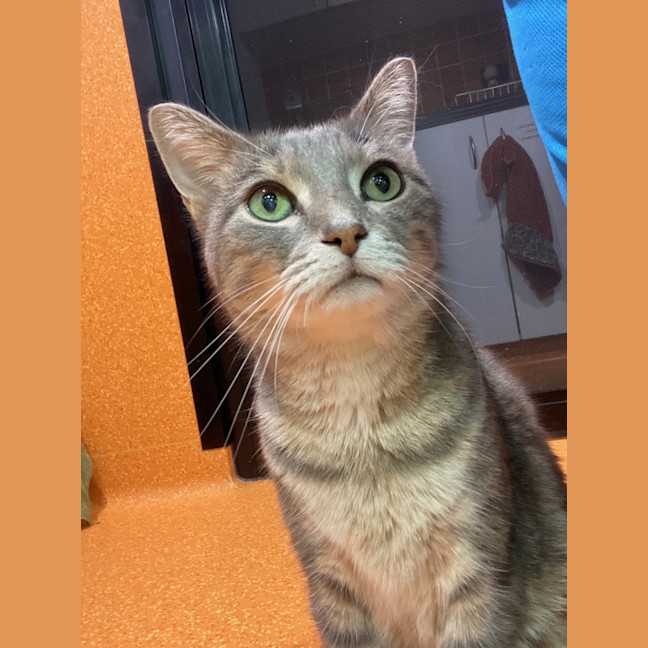 Photo of Lily