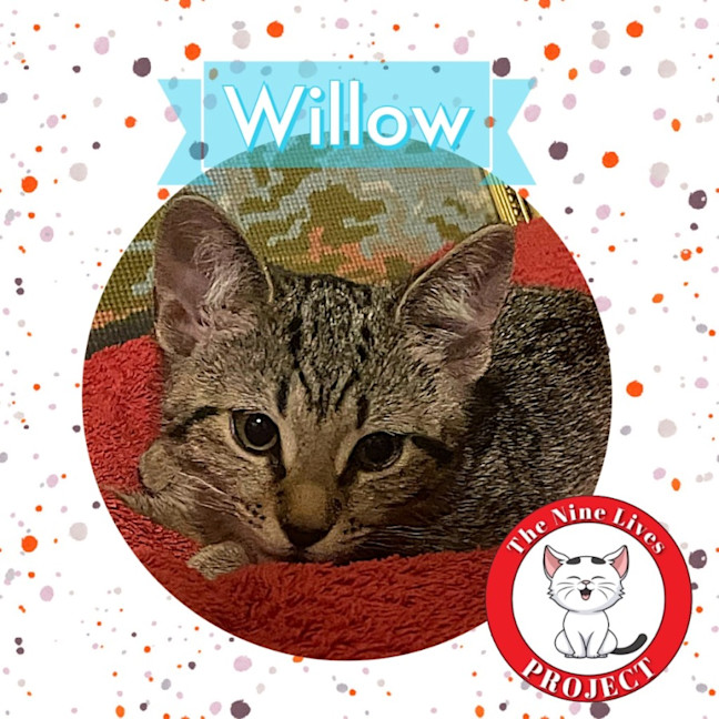 Photo of Willow *9 Lives Project Rescue*