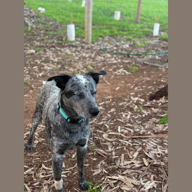 Photo of Bandit