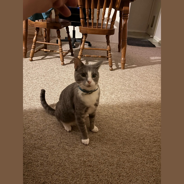 Photo of Max & Fudge   5 Year Old Domestic Short Hair