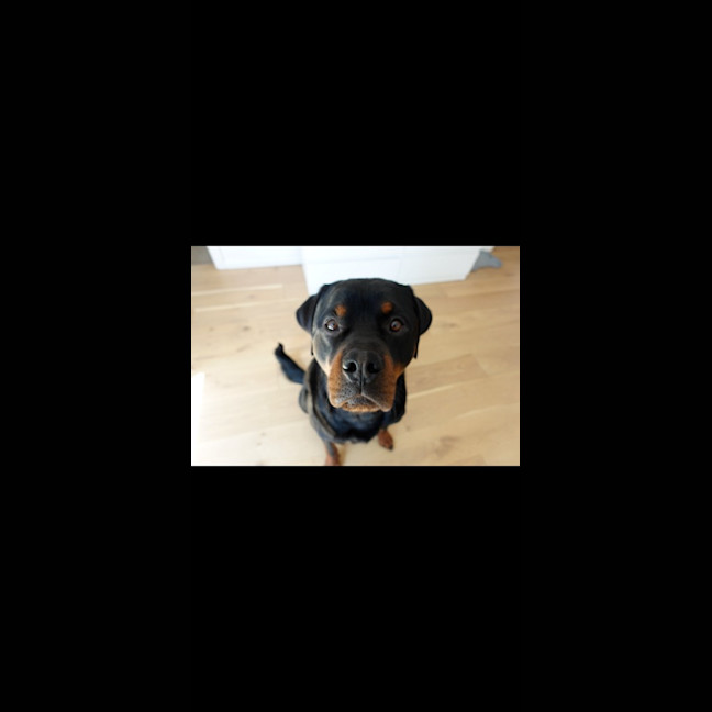 Photo of Bear