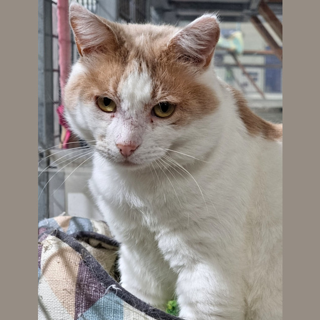 Photo of Harvey