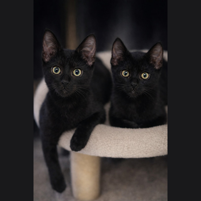 Photo of Little Bear And Phoenix