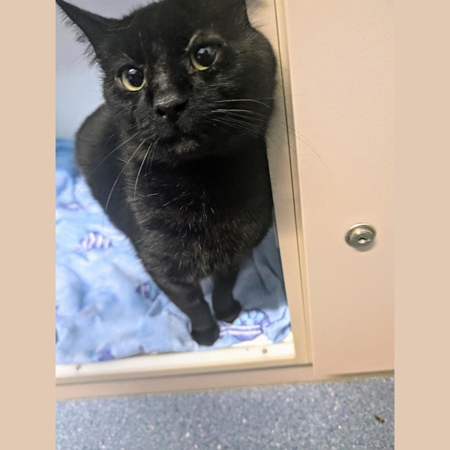 Photo of Midnight