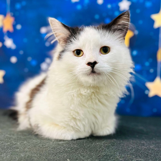 Photo of Bandit  Located In Preston