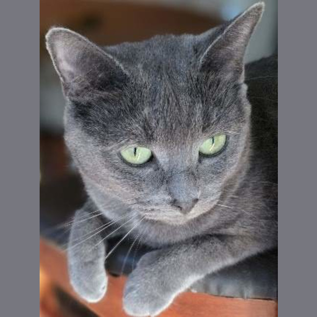 Photo of Pearl
