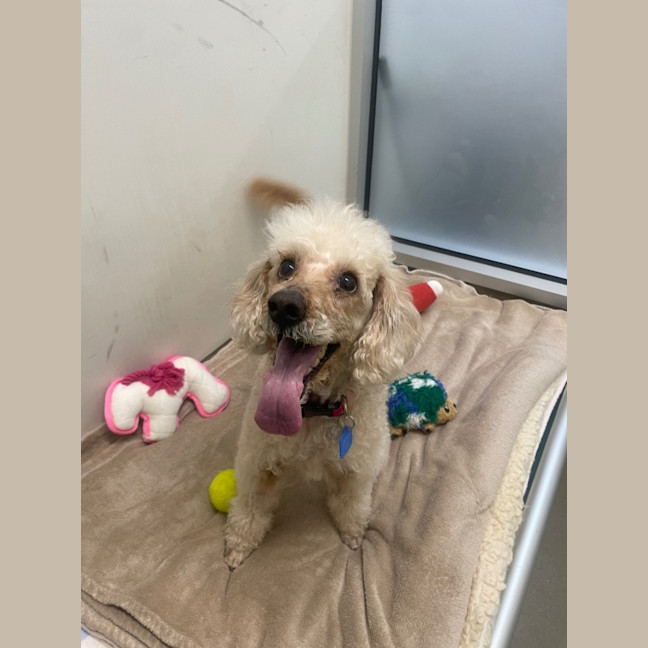 Photo of Poppy