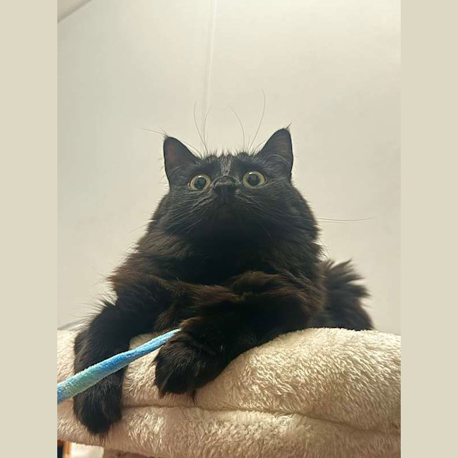 Photo of Luna