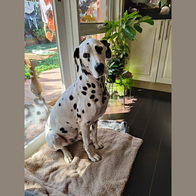 Photo of Cookie