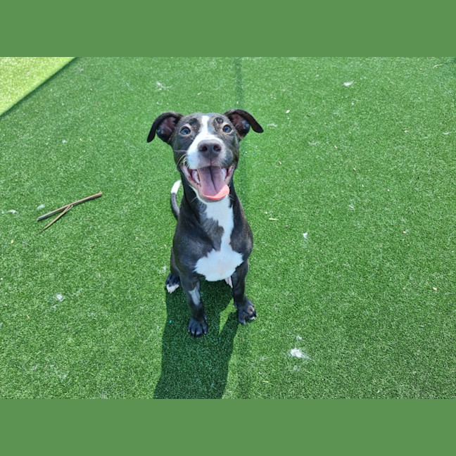 Photo of Ducky Imp 2500