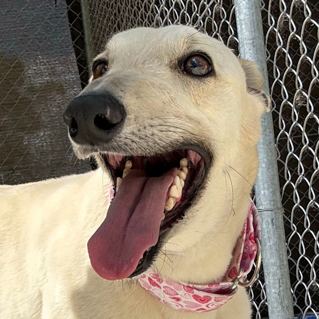 Photo of Biskit The Greyhound