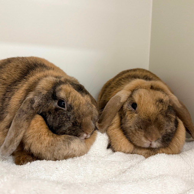 Photo of Patty & Selma