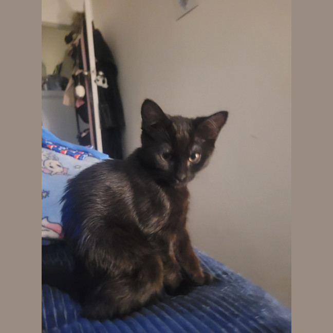 Photo of Twinkle Moo
