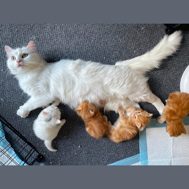 Photo of Nicholas Xenos