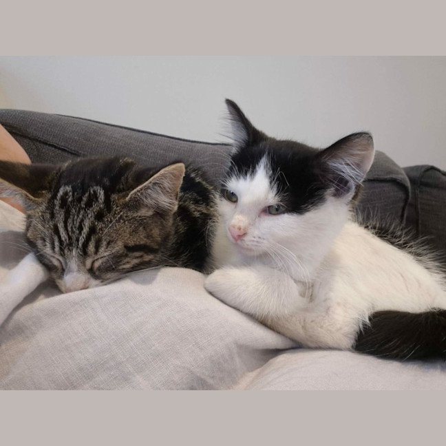 Photo of Jessie *9 Lives Project Rescue*