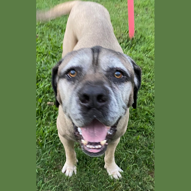 Photo of Bogie *$150 Adoption Fee*