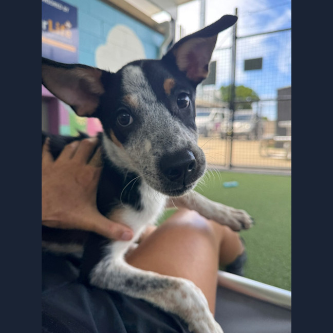 Photo of D1247 Imogen