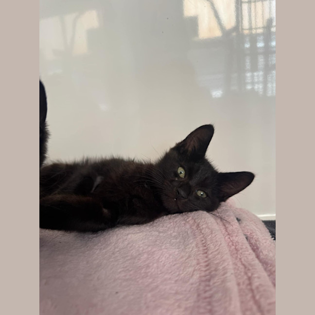 Photo of Bat Bat   In Foster Care In Ashburton