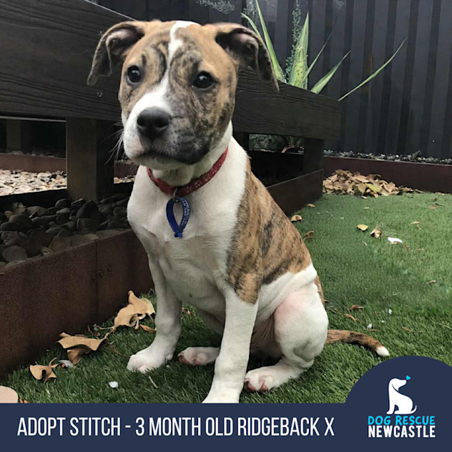 Photo of Stitch   3 Month Old Ridgeback X