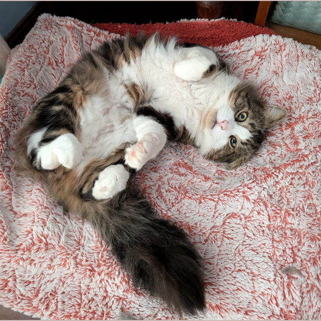 Photo of Cosmo