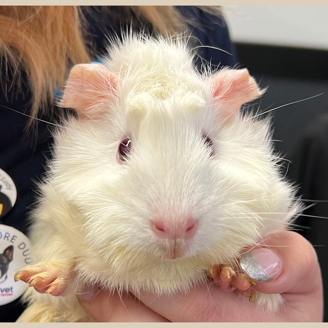 Photo of Fuzzy