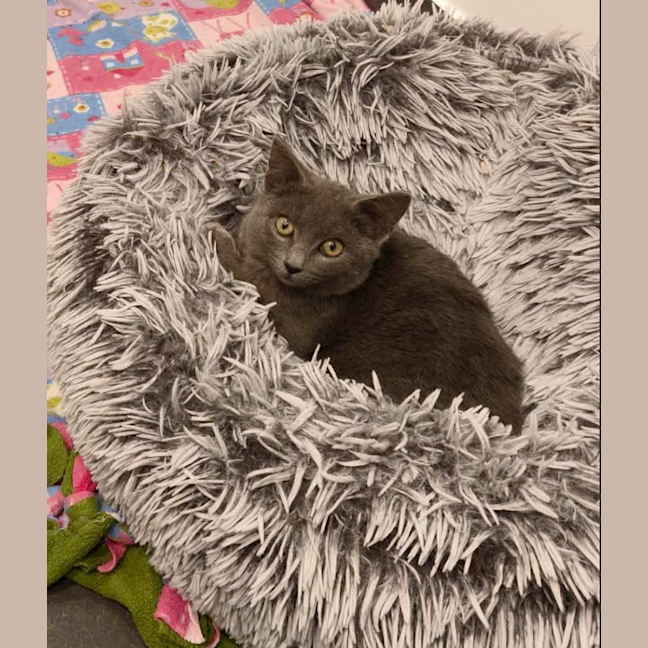 Photo of Mochi