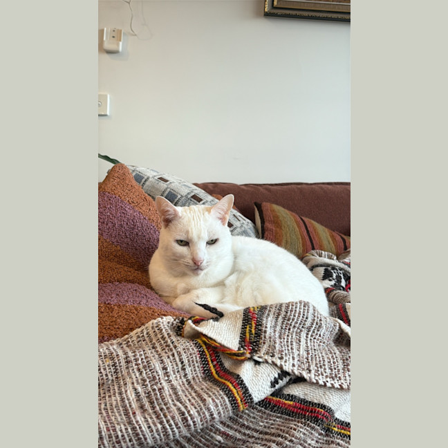 Photo of Bella The Foot Warmer