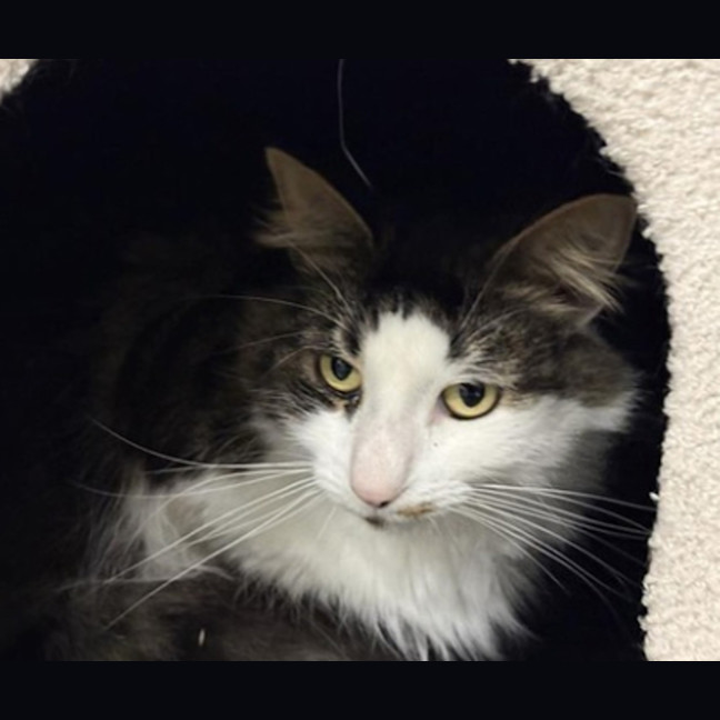 Photo of Bubbie