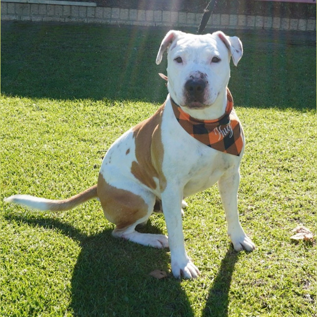 Photo of Torro