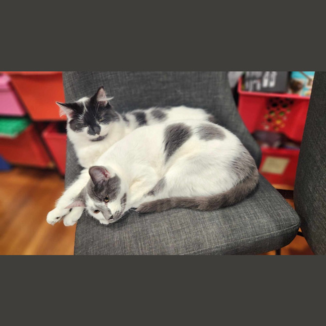 Photo of Spot
