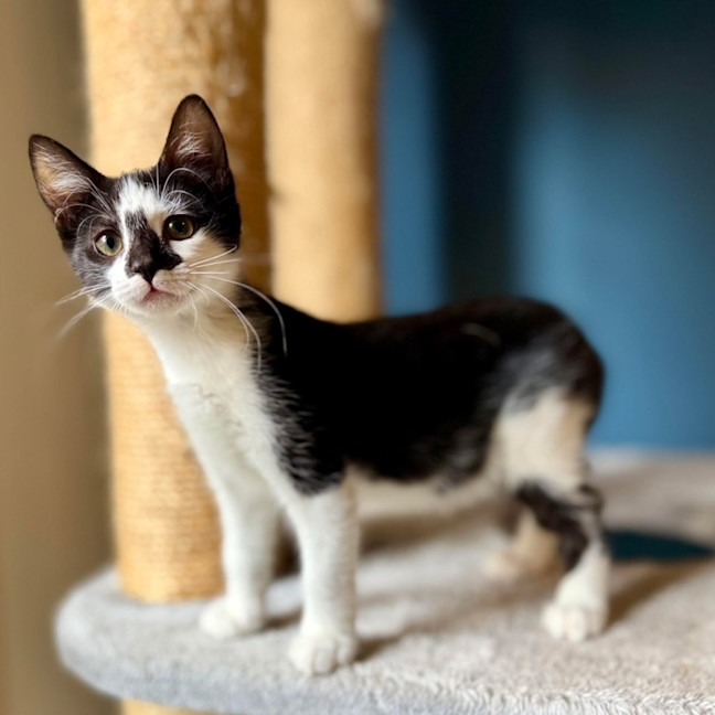 Photo of Boggle   Located In Templestowe