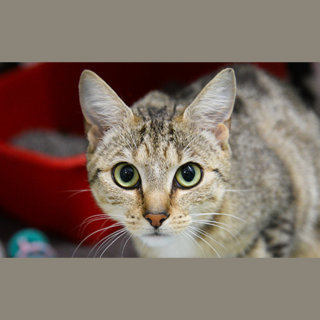 Photo of Suki