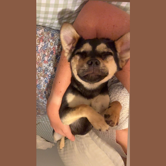 Photo of Bean   1 Year Old Chihuahua X