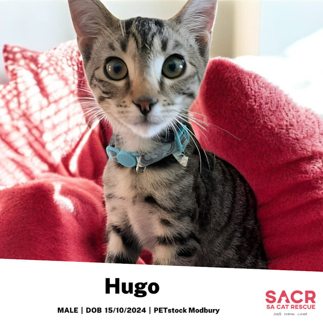 Photo of Hugo