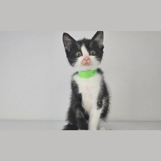 Photo of Pickle