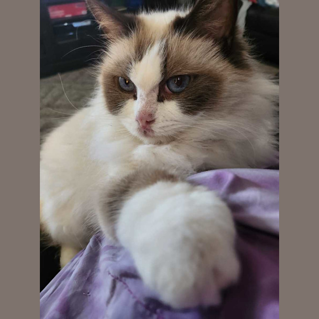 Photo of Daisy