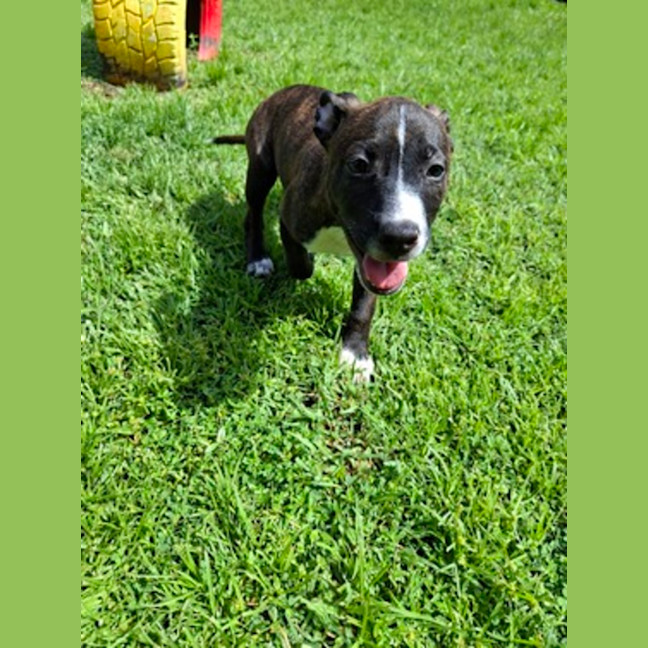 Photo of Finn