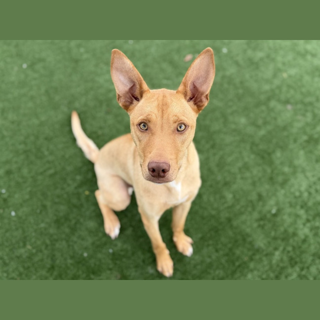 Photo of Flapjack Imp 89