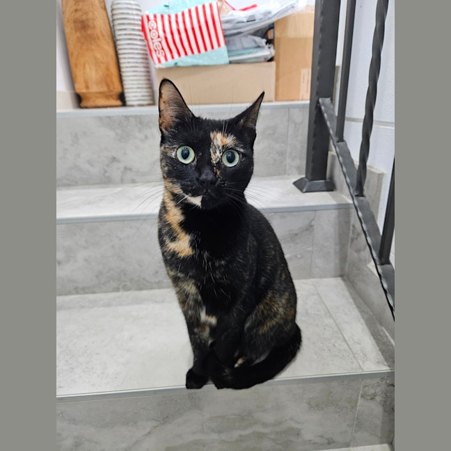 Photo of Meowie