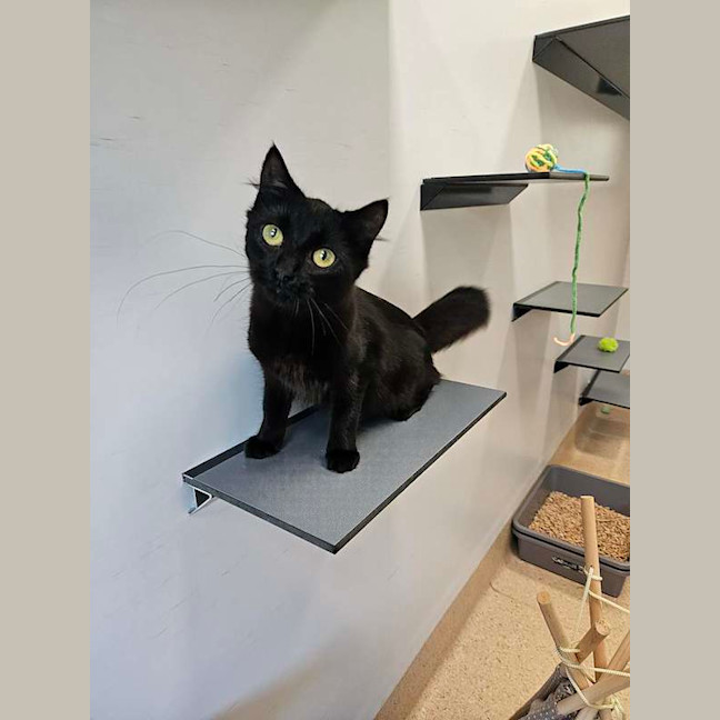 Photo of Smokie
