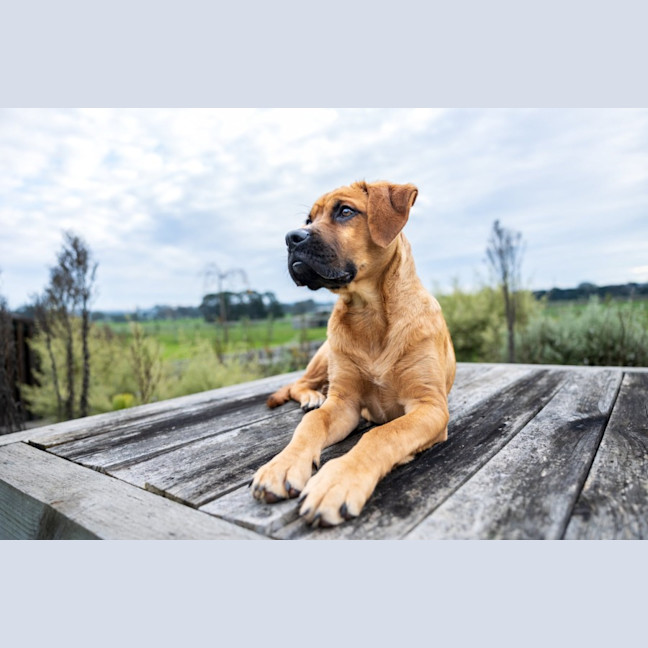 Photo of Lotti