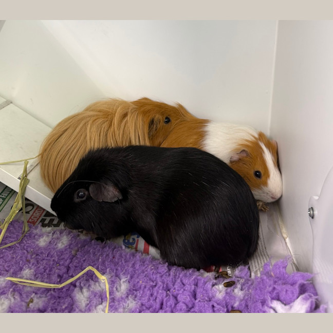 Photo of Walter (Bonded With Fabio And Lionel)