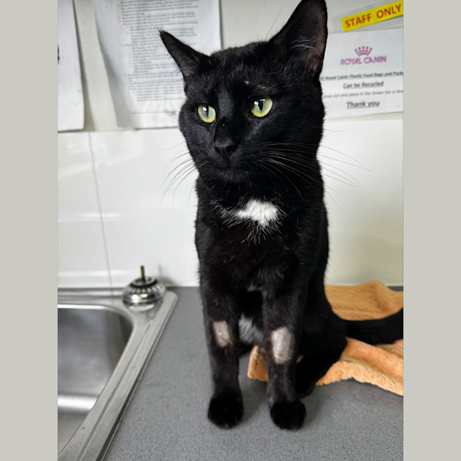 Photo of Terry Crews