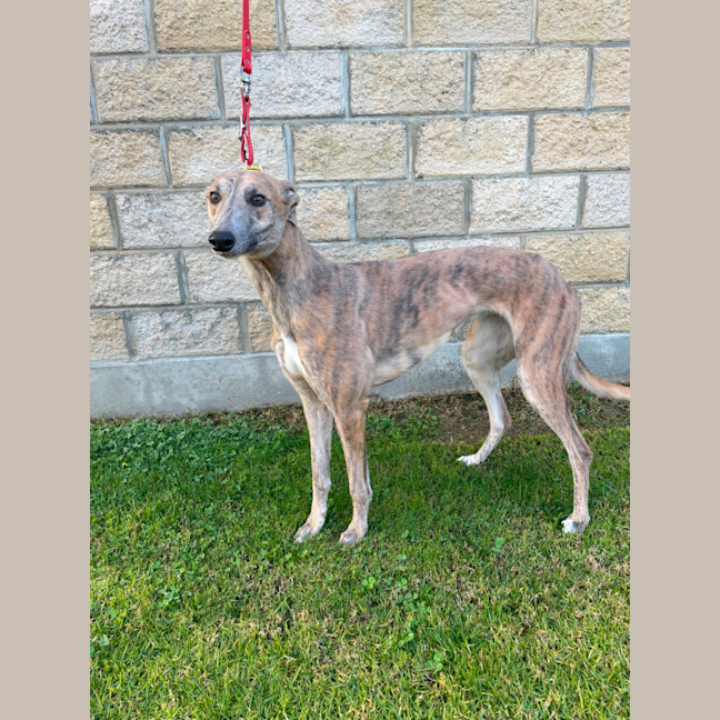 Photo of Alice   Blue Brindle 