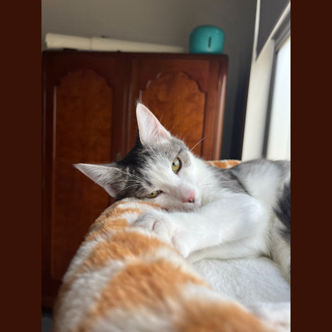 Photo of Annie