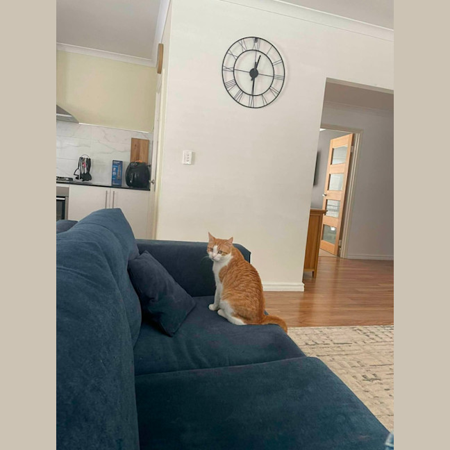 Photo of Apricot