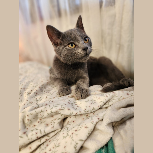 Photo of Rosie